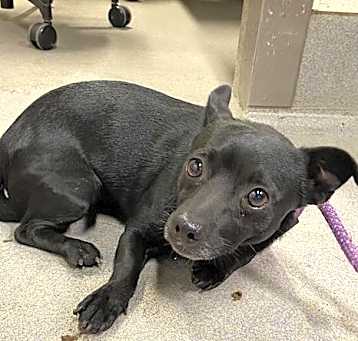 Photo of Blackie