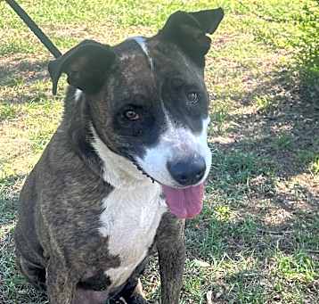 Photo of Dixie