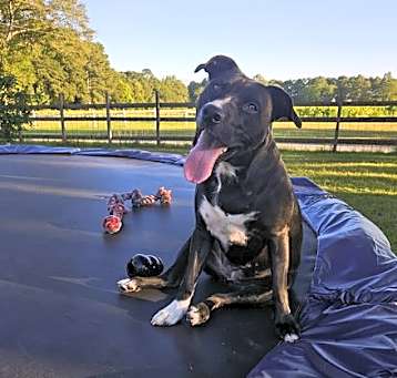 Photo of Raven