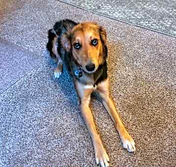 Photo of Mochi