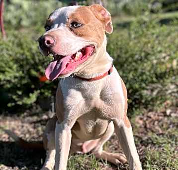 Photo of Ripley