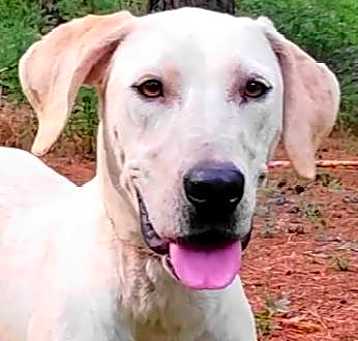 Photo of Cora