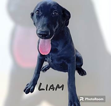 Photo of Liam