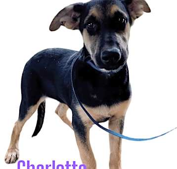 Photo of Charlotte