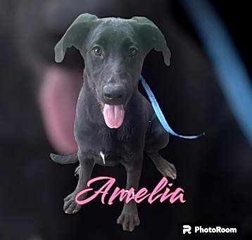 Photo of Amelia