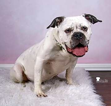 Photo of Zarah-WAIVED ADOPTION FEE