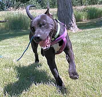 Photo of ZORRO