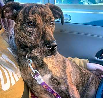 Photo of Mutt