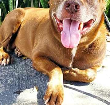 Photo of Brownie