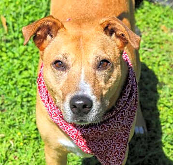 Photo of Prancer