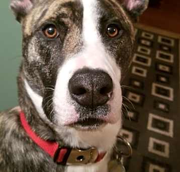 Photo of Boss