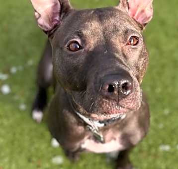 Photo of Luna