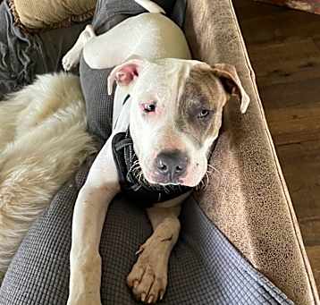 Photo of Hercules