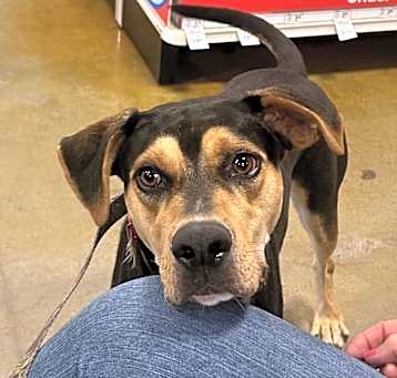 Photo of Odie