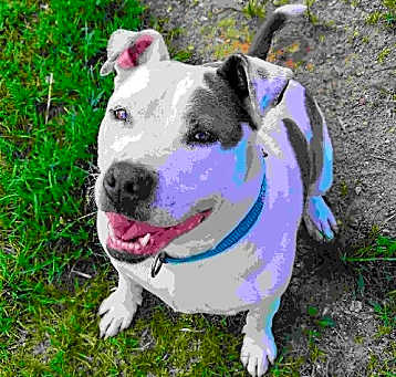 Photo of Maya (Adopted)
