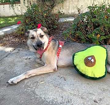 Photo of Luna