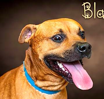 Photo of Blaze