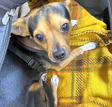 Photo of PENDING: Little one