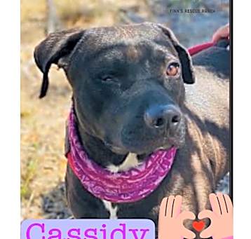 Photo of CASSIDY