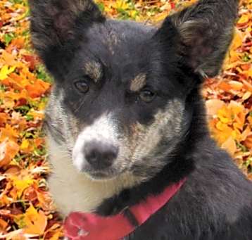 Photo of Misti"I've Been Adopted"