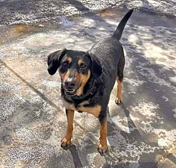 Photo of Willow - ADOPTION PENDING