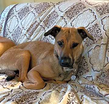 Photo of Shelby