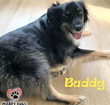 Photo of Buddy (Courtesy Post)