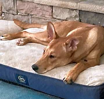 Photo of Nymeria