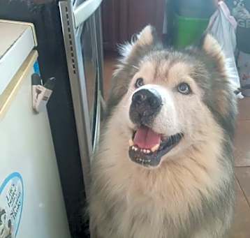 Photo of Oso