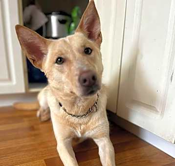Photo of Luna