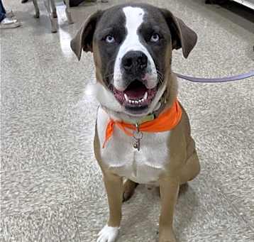 Photo of Balto