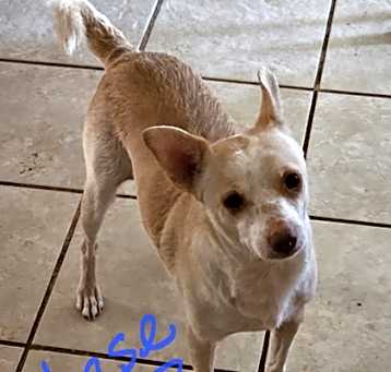 Photo of Chase
