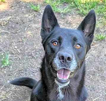 Photo of Niko