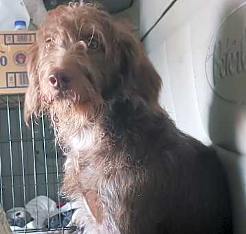 Photo of Rosie