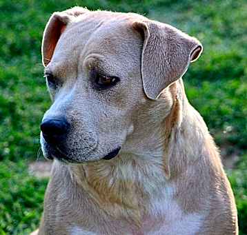 Photo of Cookie