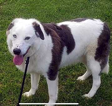 Photo of Rascal