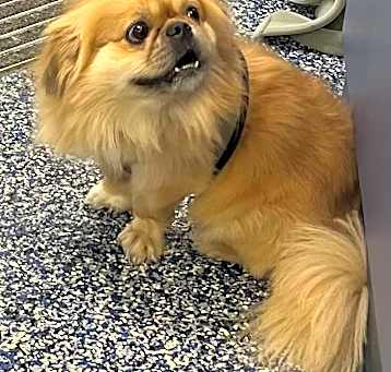 Photo of Gizmo