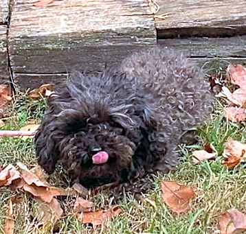 Photo of Queenie