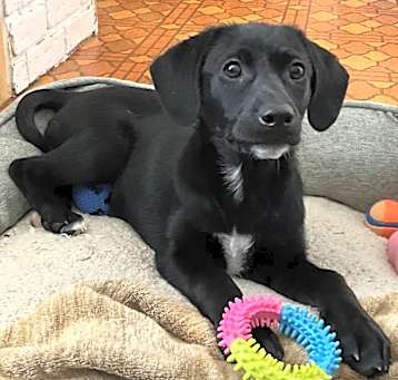 Photo of Raisin