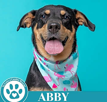 Photo of Abby (Mom to the Brindle Boos) 110423