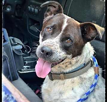 Photo of Blue