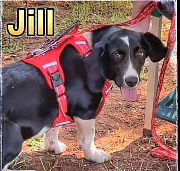 Photo of Puppy Jill