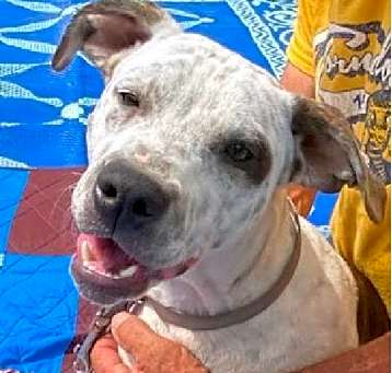 Photo of Marley