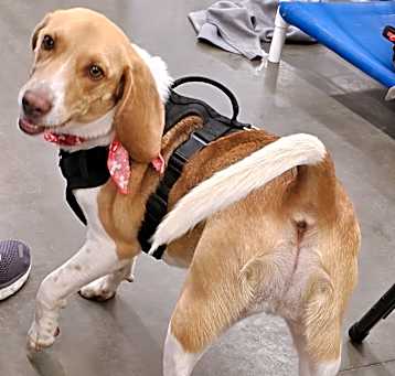 Photo of Scout