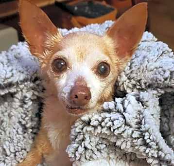 Photo of Chiquita