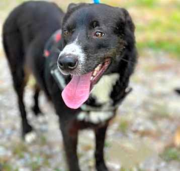 Photo of Sadie