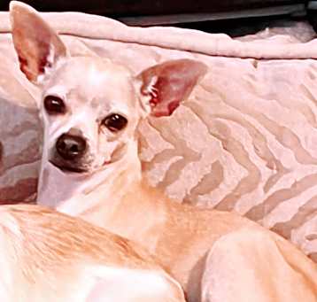 Photo of Roo