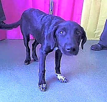 Photo of ABBY-Special Needs-Sponsorship