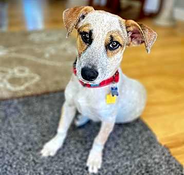 Photo of Pokey!