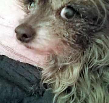 Photo of BIRDIE-Sponsorship needed